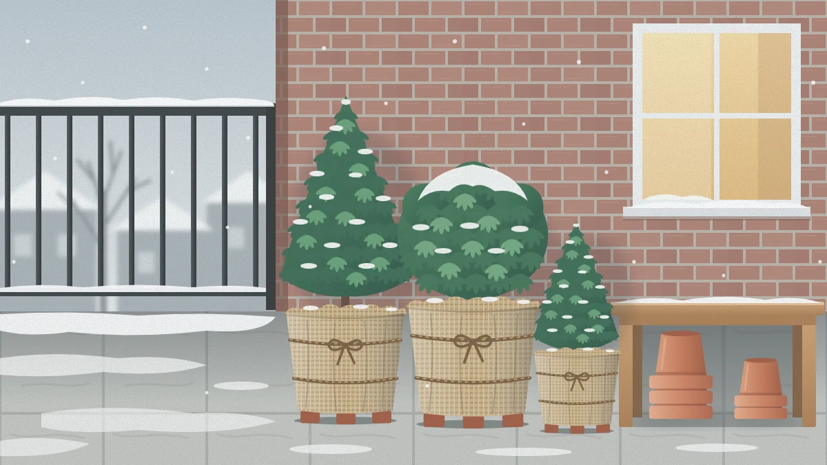 A winter balcony with light snow on the railing, evergreen shrubs in burlap-wrapped pots against the wall, and terracotta pots stored upside down