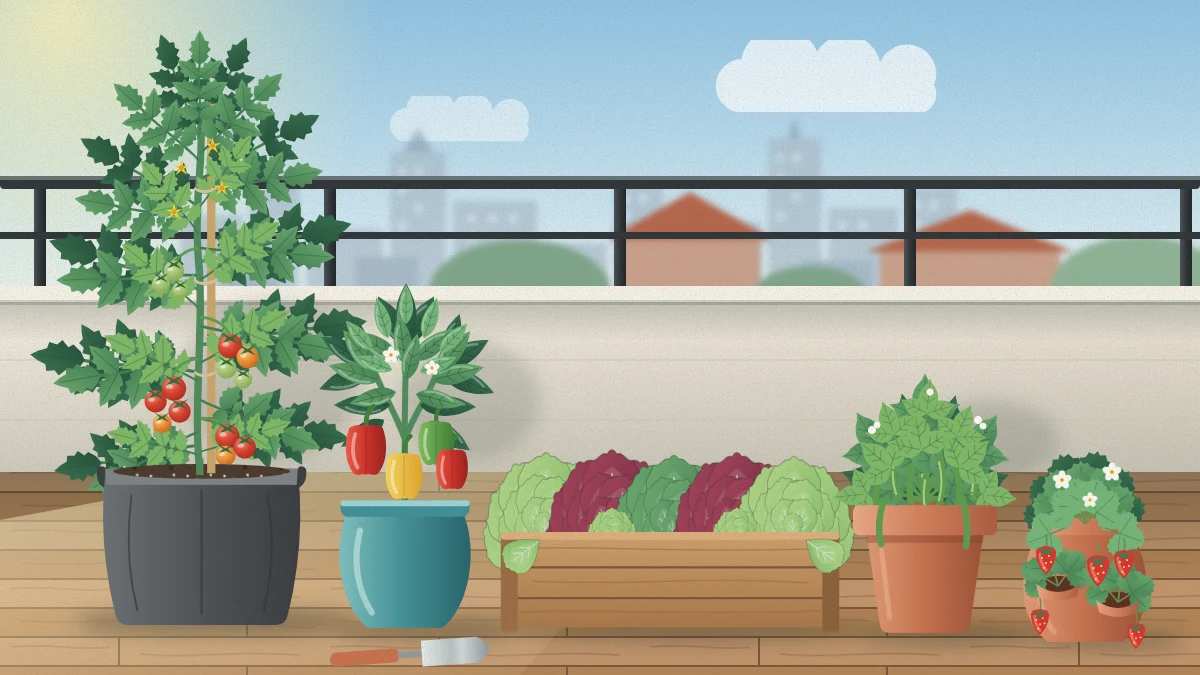 Sunny balcony with a staked tomato in a fabric grow bag, a potted pepper, a trough of mixed lettuces, bush beans and a strawberry pot along the railing