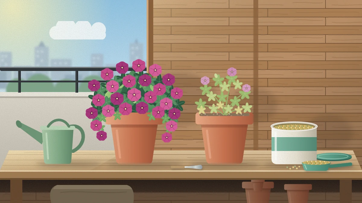 A balcony potting bench with a small tub of fertilizer granules and a scoop, a watering can, and two potted petunias, one fuller and greener