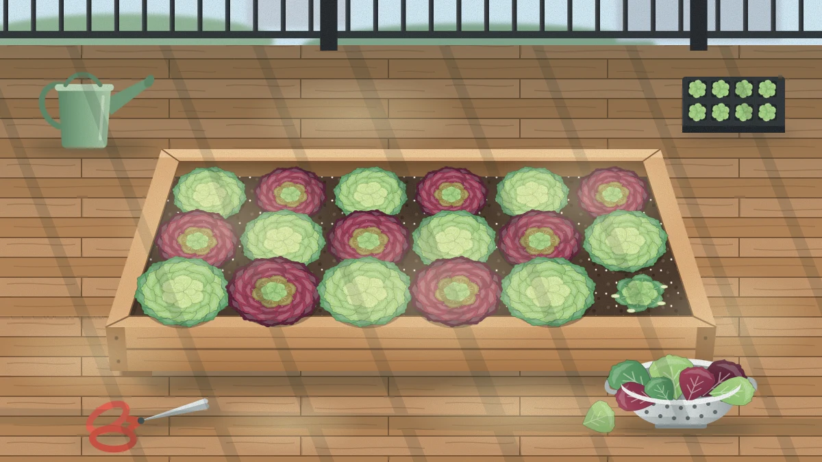 Wide shallow wooden planter on a balcony floor filled with rows of green and deep red loose-leaf lettuce, cut leaves in a small colander beside it