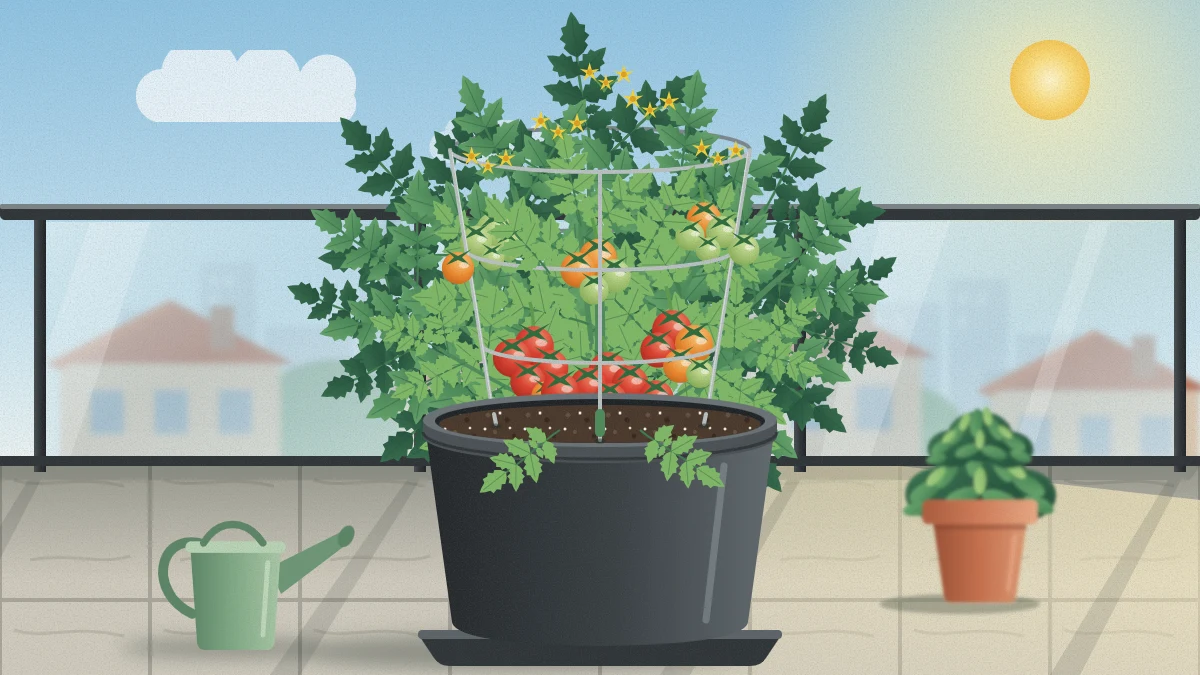 Compact tomato plant in a large charcoal container on a sunny balcony, held by a round wire cage inside the pot, with red, orange and green fruit