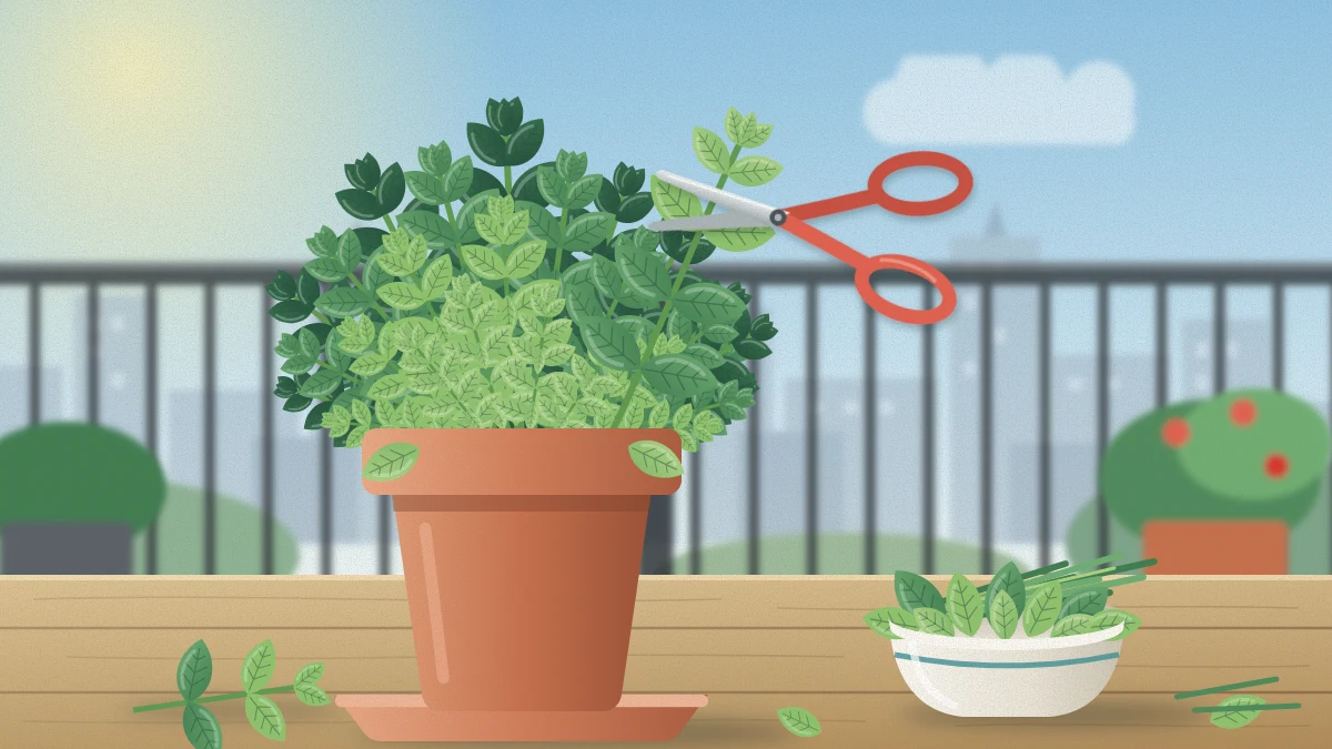 Close view of a bushy potted basil plant with small garden snips held just above a pair of leaves, a bowl of cut basil and chives beside it