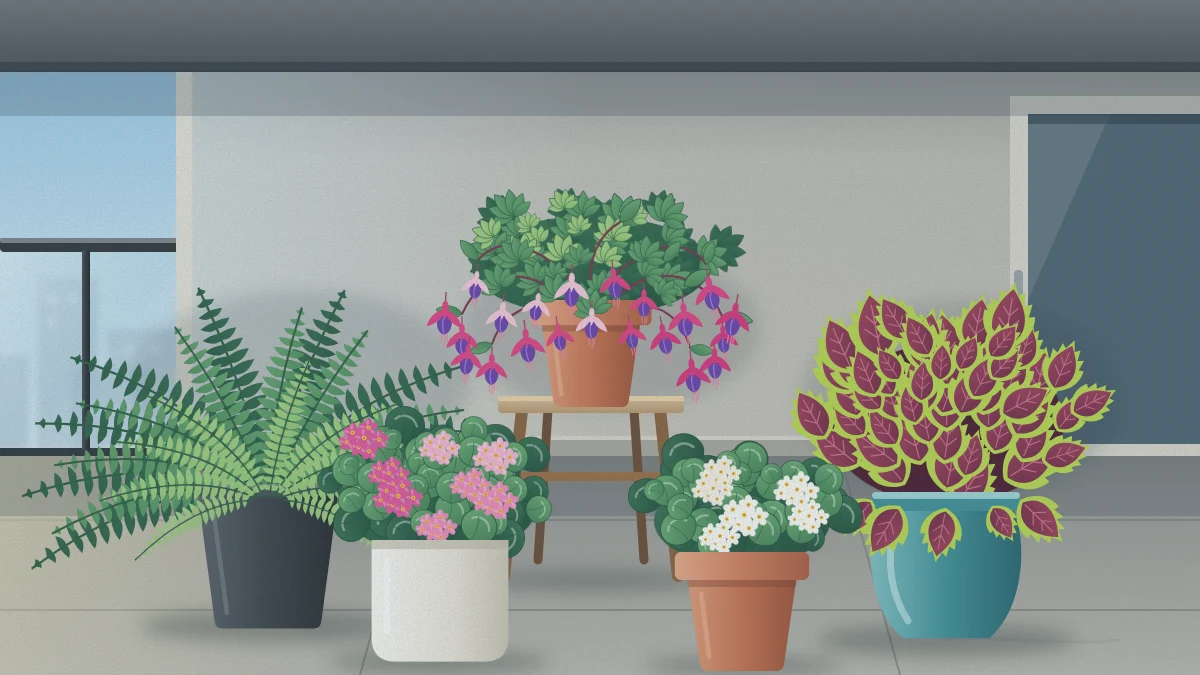 A shaded balcony with pots of pink and white begonias, a fuchsia on a low stand, burgundy-and-lime coleus and a fern against a pale wall.